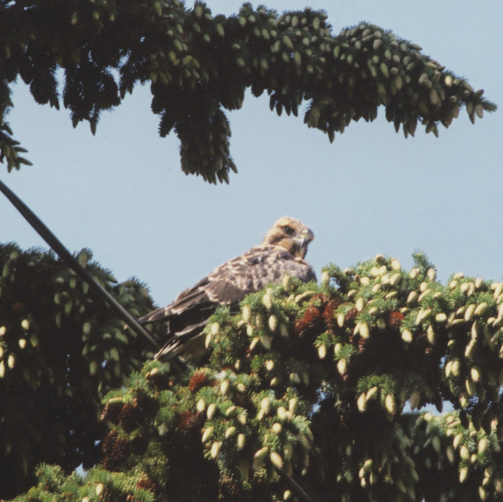 Baby hawk in a tree 2003