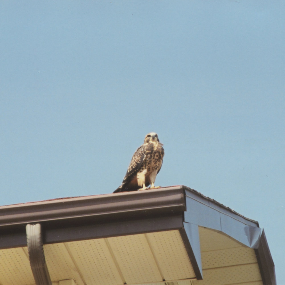 Baby hawk on a roof 2003