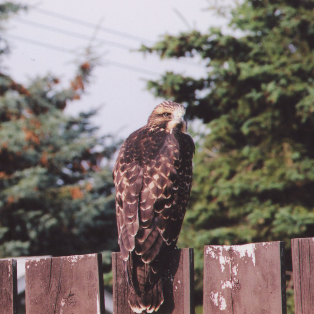 Baby hawk on the fence