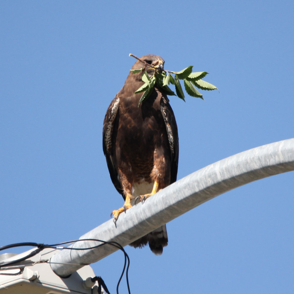 Mama hawk holding a small branch with leaves on it, with her mouth