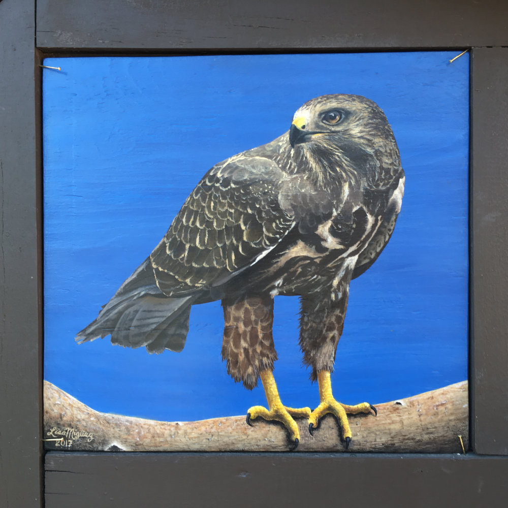A painting of a Swainson's Hawk